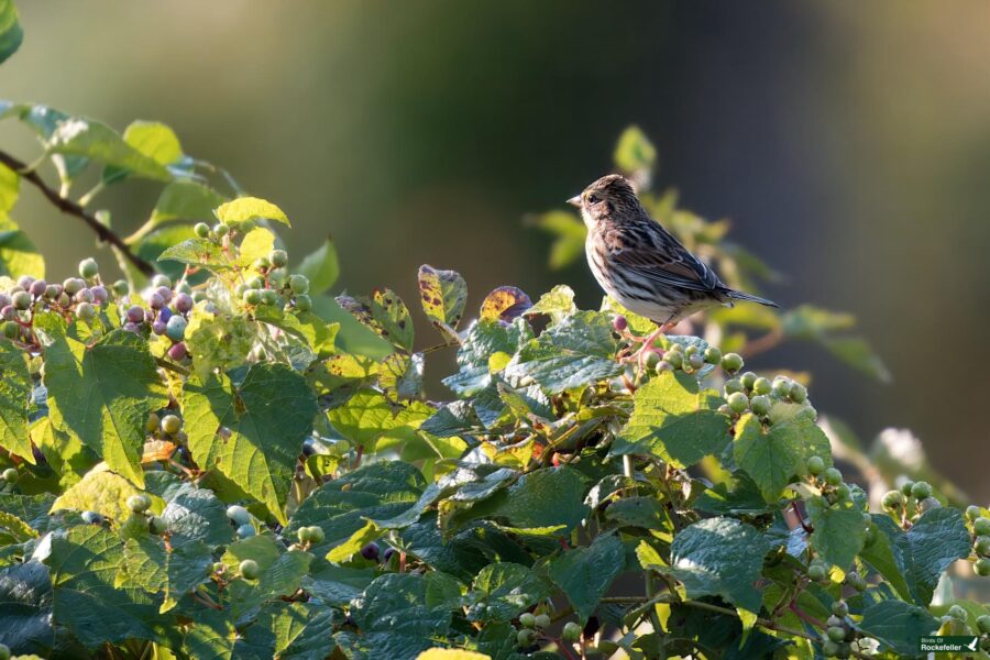 A sparrow perches on a leafy bush with clusters of berries under soft sunlight.