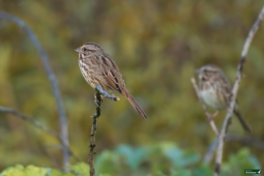 Two sparrows perched on thin branches with a blurred green background. One bird is in the foreground, and the other is partially visible in the background.