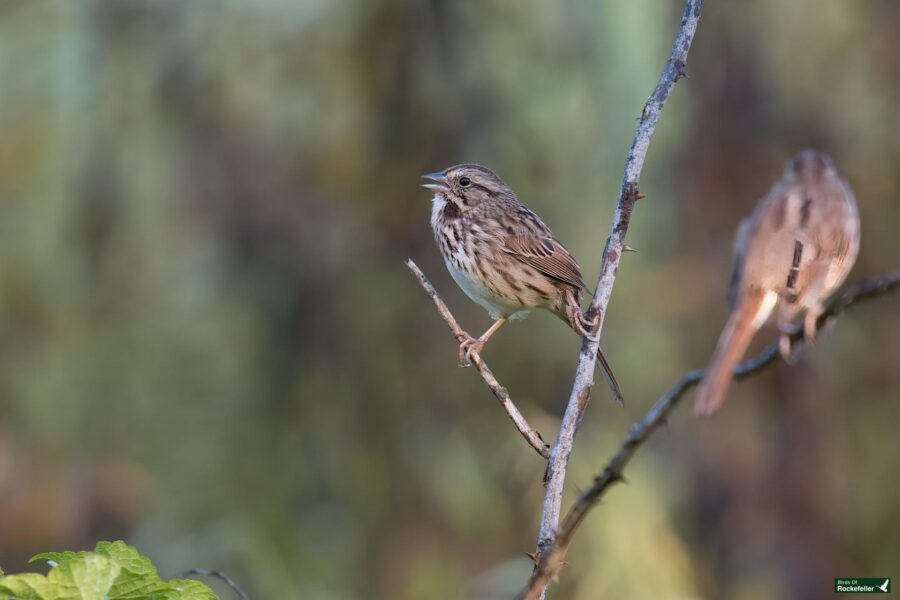 A small sparrow with streaked feathers perches on a thin branch, singing. Another sparrow is partially visible in the background, out of focus. The scene is set against a blurred natural backdrop.