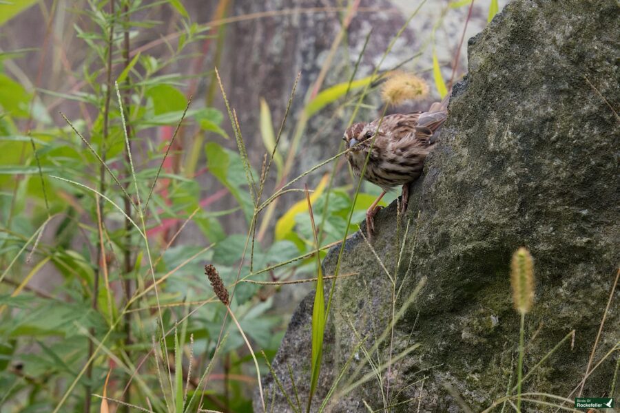 A Sparrow perched on a large rock amidst tall grass and foliage.