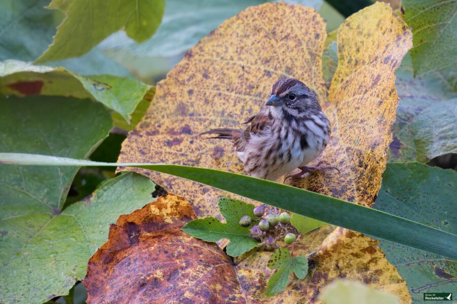 A sparrow with brown and white feathers sits on a large yellow and brown leaf surrounded by green foliage.