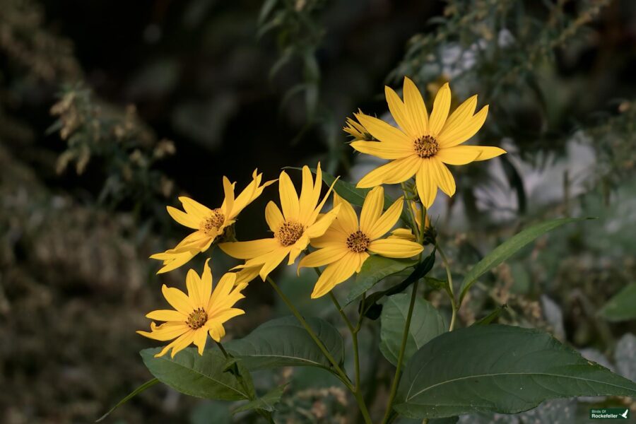 Bright yellow flowers with pointed petals and green leaves against a dark, blurred background.