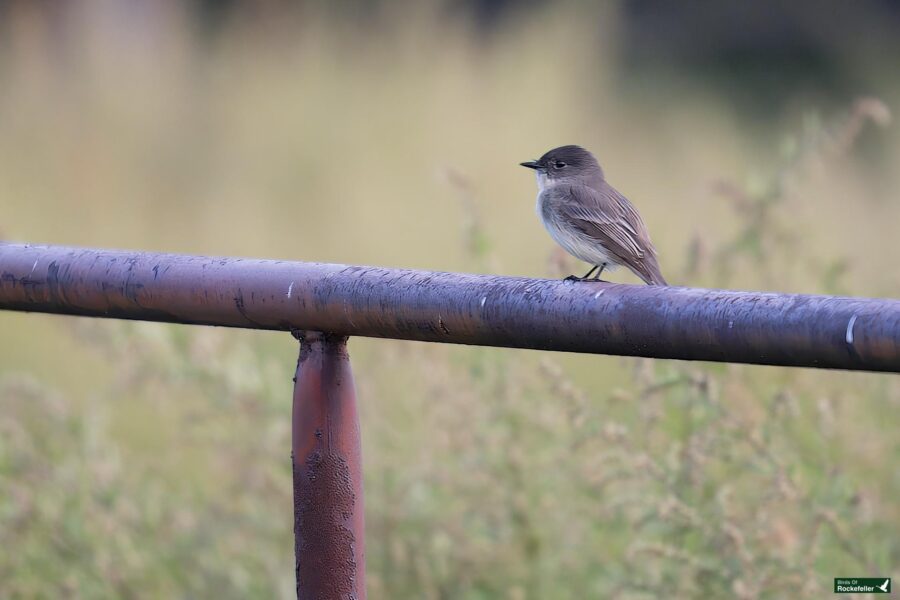 An Eastern Phoebe perches on a rusted metal rail, surrounded by blurred greenery.