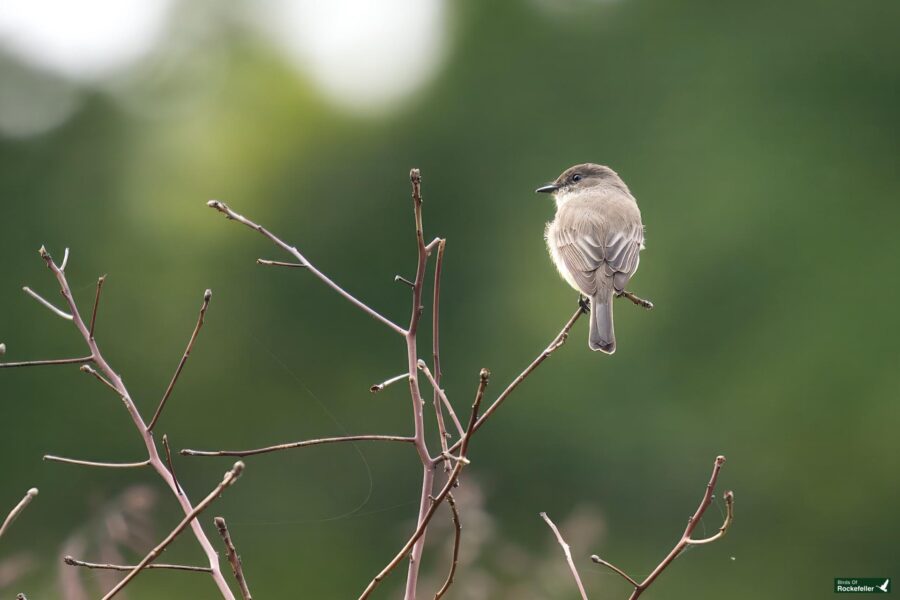 An Eastern Phoebe with a pale belly sits on a bare, slender branch against a blurred green background.