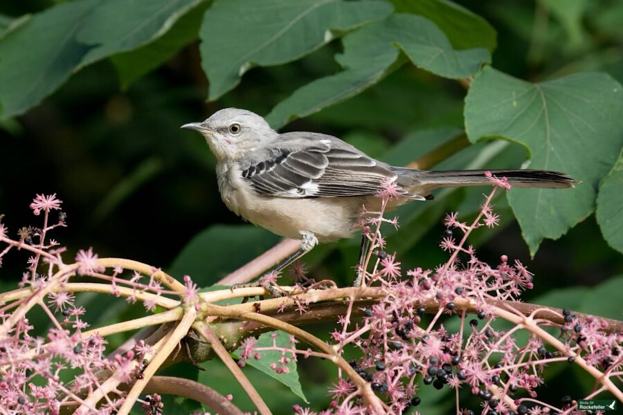 A Northern Mockingbird perched on a branch with pink flowers, surrounded by green foliage.