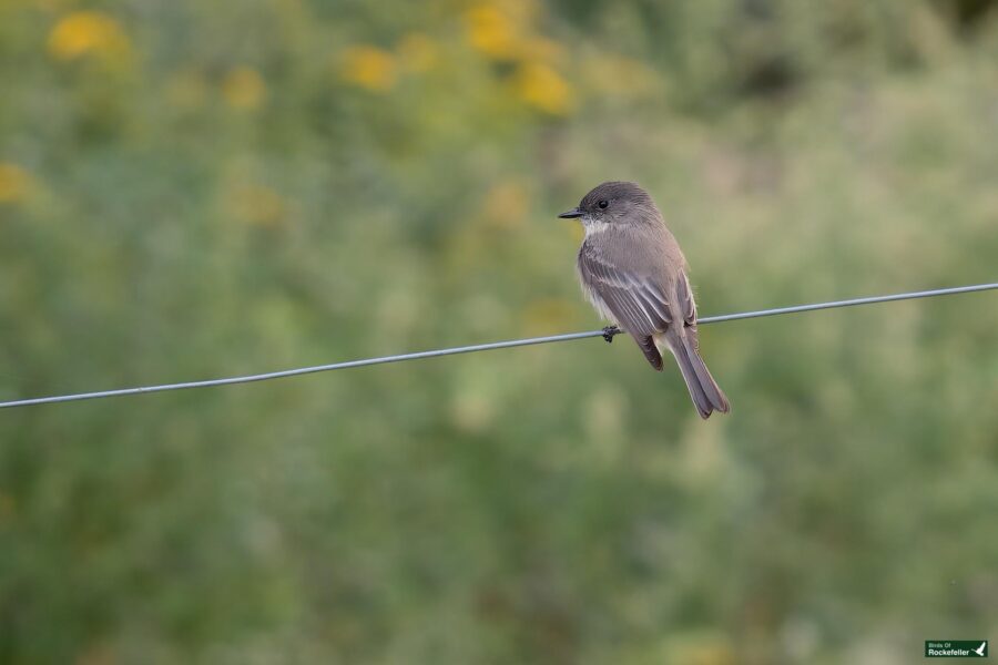 An Eastern Phoebe with a light-colored chest perched on a wire against a blurred green background with yellow flowers.