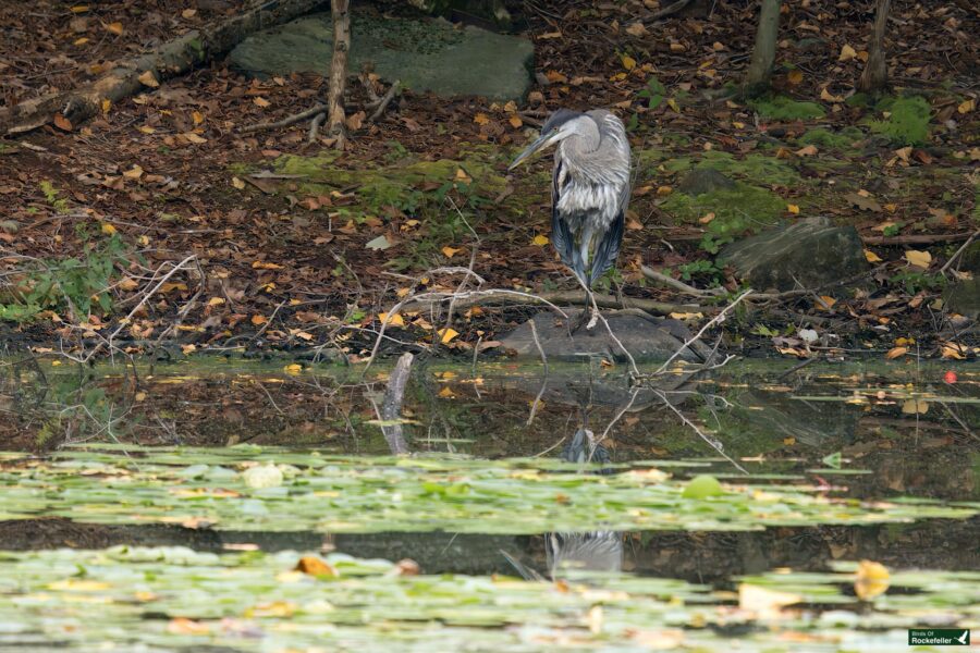 A heron stands on a rock by the edge of a pond surrounded by autumn leaves, its reflection visible in the water.