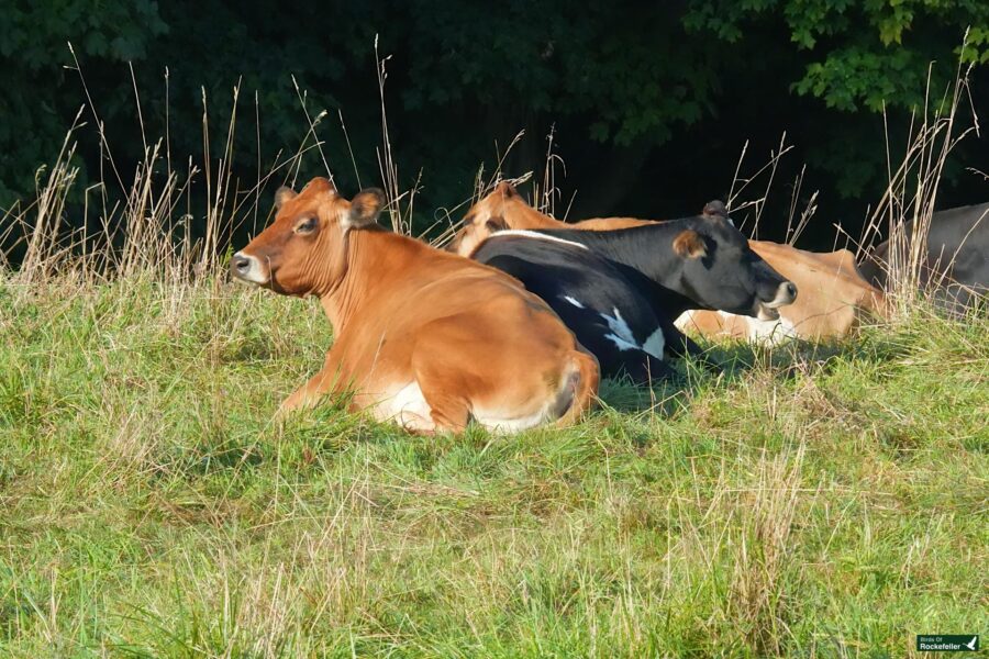 Several cows are lying down in a grassy field, with tall vegetation and trees in the background. The cows have various coat colors, including brown and black-and-white.