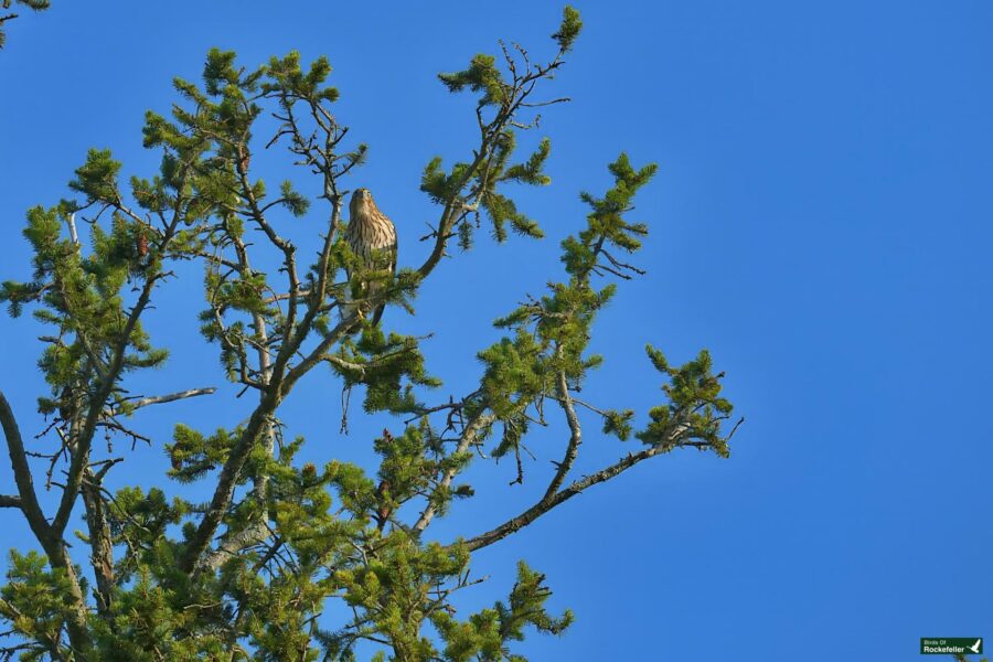 A bird is perched on the top branches of a tall pine tree against a clear blue sky.