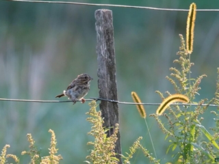 BOR - sparrow - 09-22-24 -0051920 A sparrow perched on a fence wire near a wooden post, surrounded by yellow and green plants with a blurred background.
