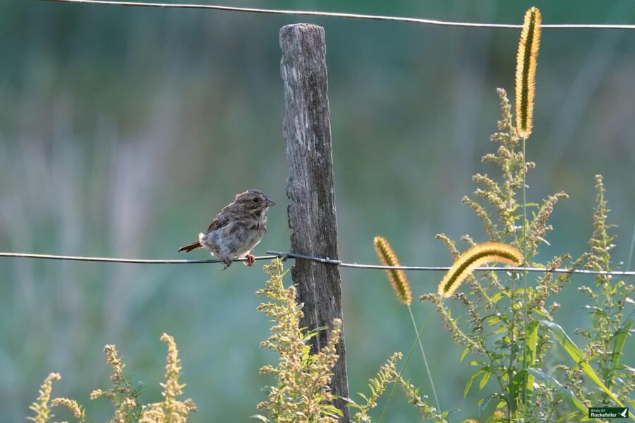 A small bird perched on a fence wire near a wooden post, surrounded by yellow and green plants with a blurred background.