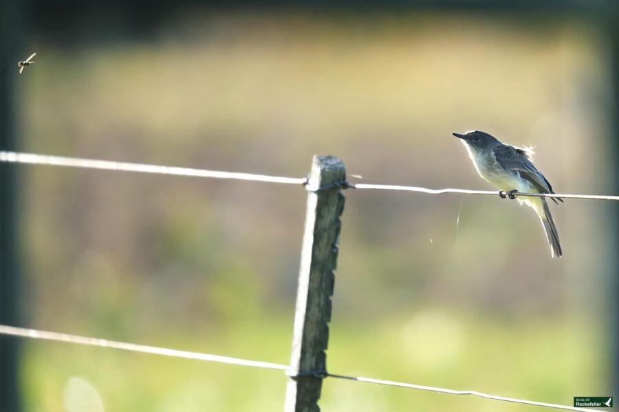 A small bird perches on a wire fence, looking towards a flying insect on the left. The background is blurred with soft, natural greenery.