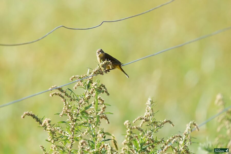 A small bird sits on a thin wire above some green plants with small white flowers against a blurred green background.