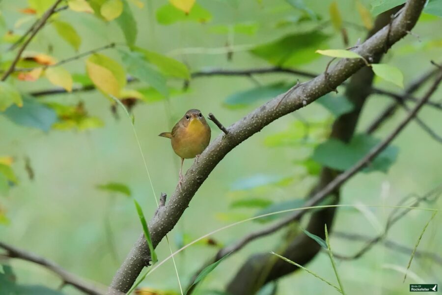 A small yellow-green bird perched on a branch amidst lush greenery.