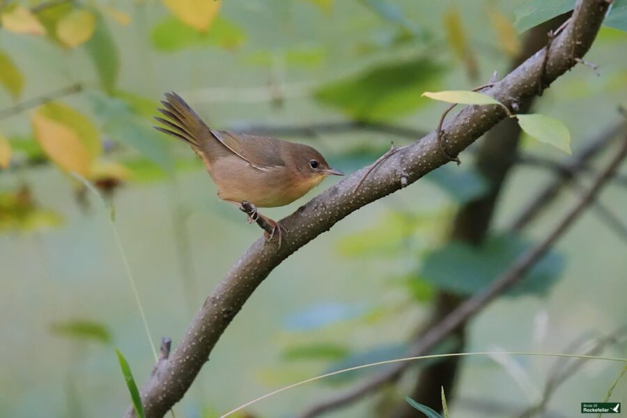 A small brown bird perched on a thin tree branch surrounded by green and yellow leaves.