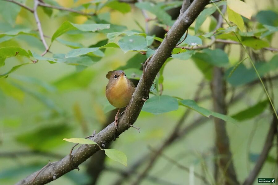 A small bird with a brown and yellow body sits perched on a branch amidst green foliage in a forested area.