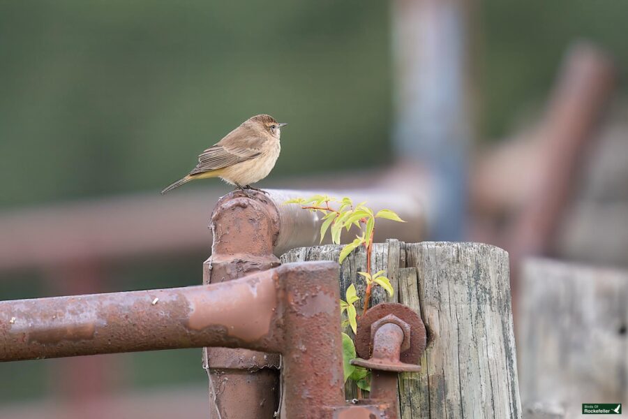 A small brown bird perched on a rusty metal pipe with green plants growing nearby. The background is blurred.