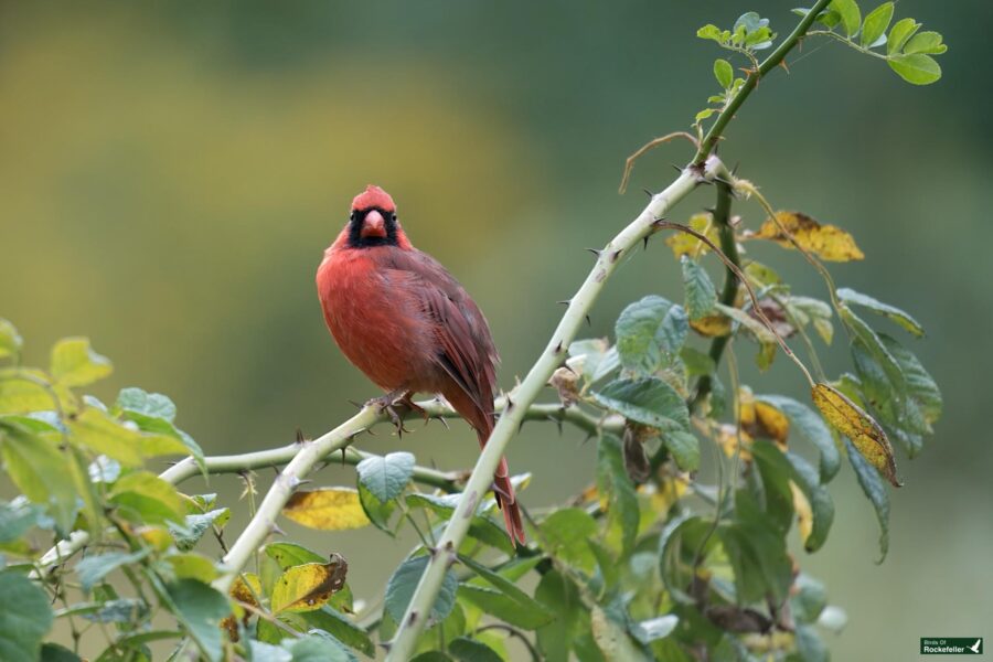 A red bird with a black face marking, perched on a thorny branch with green and yellowing leaves, against a blurred natural background.