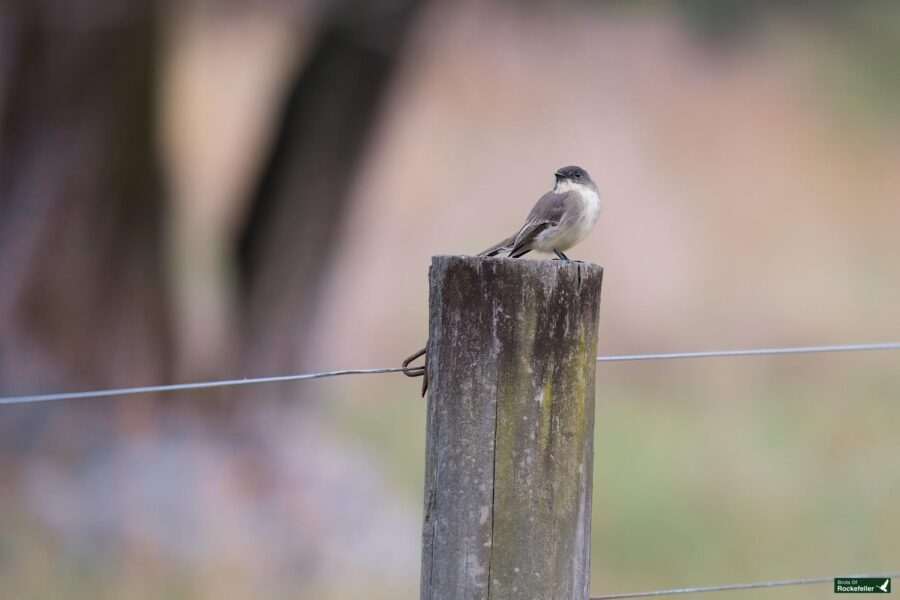 A small bird is perched on a wooden fence post with blurred greenery in the background. A thin wire runs horizontally across the image.