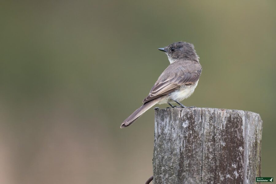 A small bird with brown and white feathers perches on a weathered wooden post against a blurred green background.