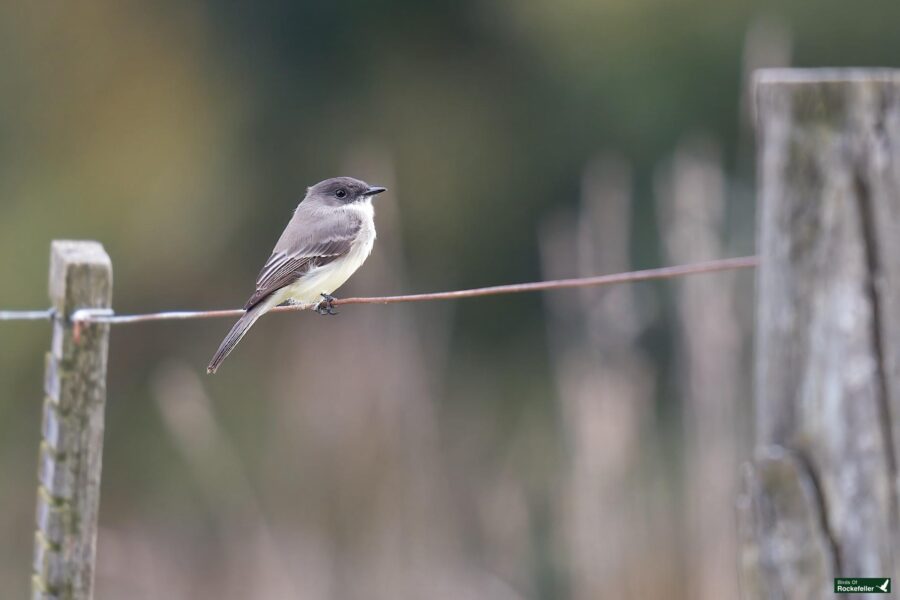 A small bird with grey and white plumage perches on a wire fence against a blurred natural background.