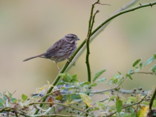 BOR - sparrow - 09-24-24 -0011920 A small brown and white bird perches on a green branch, with surrounding foliage and a blurred background.