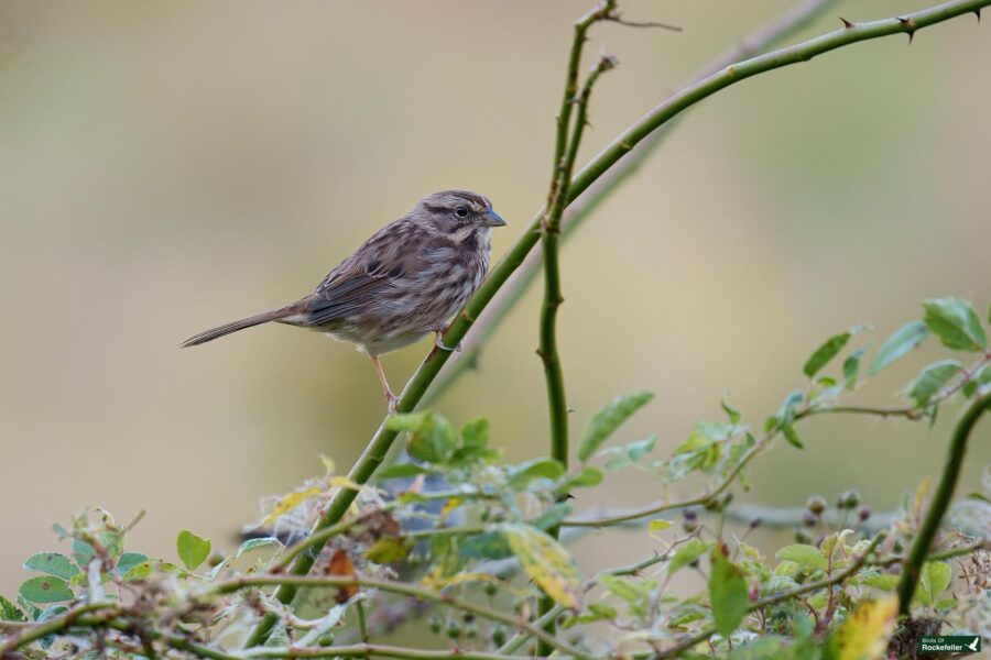 A small brown and white bird perches on a green branch, with surrounding foliage and a blurred background.