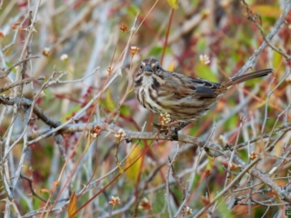 BOR - sparrow - 09-24-24 -0021920 A small bird with striped feathers perches on a branch surrounded by foliage and small buds.