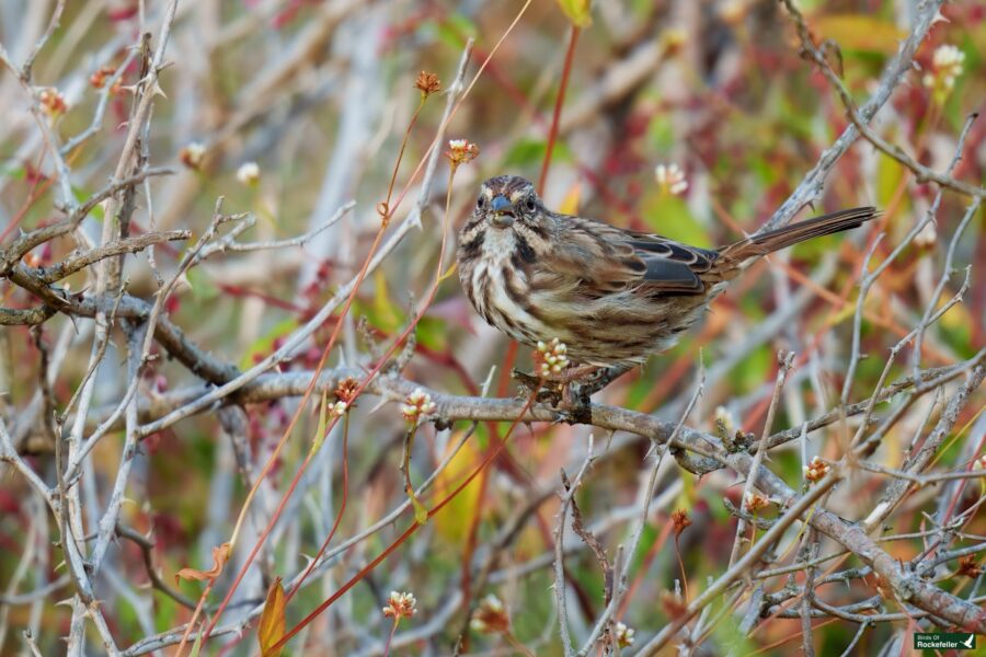 A small bird with striped feathers perches on a branch surrounded by foliage and small buds.