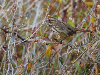 BOR - sparrow - 09-24-24 -0041920 A small brown bird with streaks on its chest perches on a thin branch amidst a dense, leafless and tangled thicket.