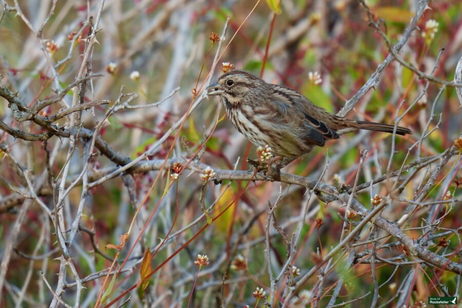 A small brown bird with streaks on its chest perches on a thin branch amidst a dense, leafless and tangled thicket.