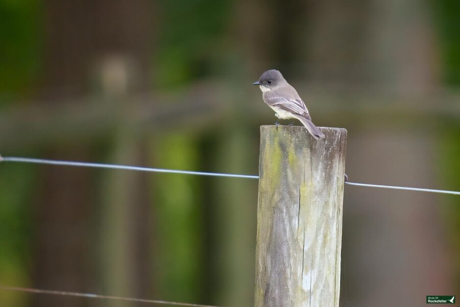 A small bird with gray and white plumage is perched on a weathered wooden post. The background is out of focus, showing green foliage and a faint suggestion of wire fencing.