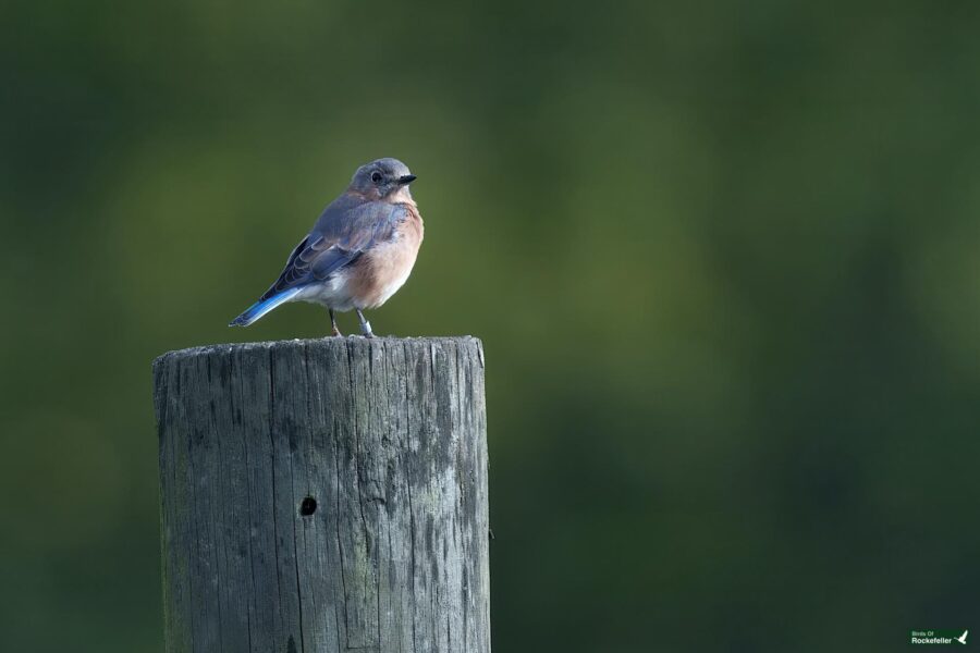 A bluebird perched on a weathered wooden post against a blurred green background.