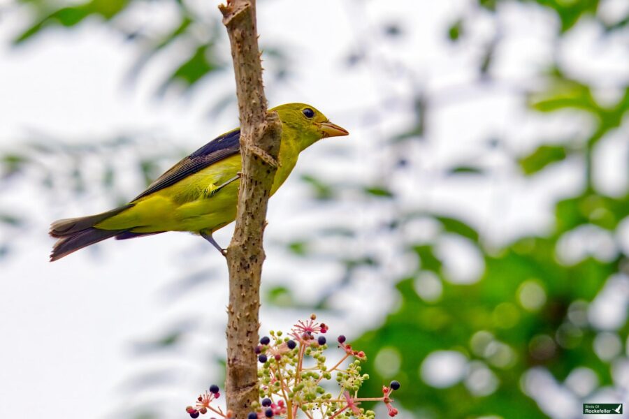 Baltimore oriole perched on a vertical tree branch, surrounded by green foliage, with small berries visible below it.