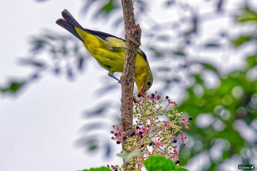 A baltimore oriole with greenish back and grayish head perched on a branch, pecking at clusters of small purple and white berries.