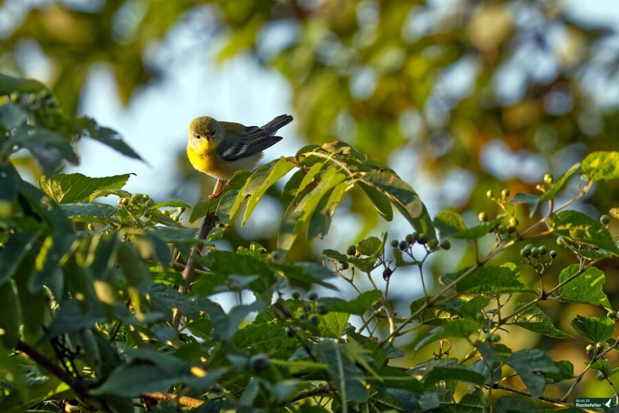 A northern parula with green and yellow plumage perches on a leafy branch amid dense foliage.