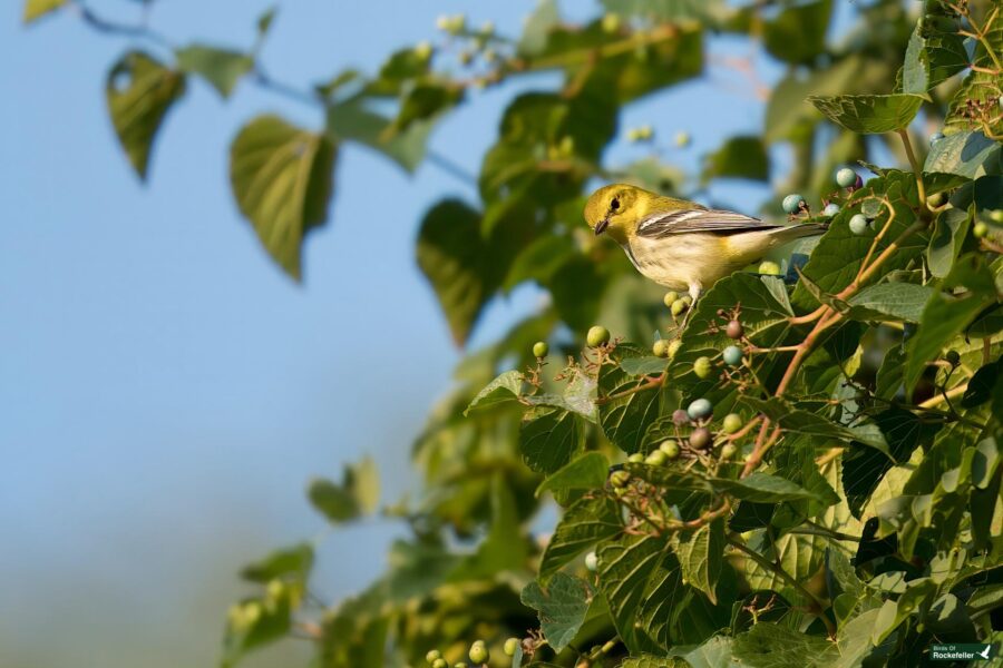 A northern parula perches on a branch among green leaves and berries against a blue sky.