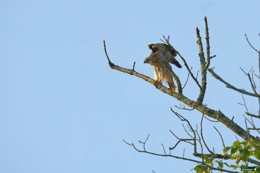 A red-tailed hawk perched on a tree branch against a clear blue sky, one bird appears to be taking off or landing, while the other remains stationary. The tree has minimal leaves and branches.