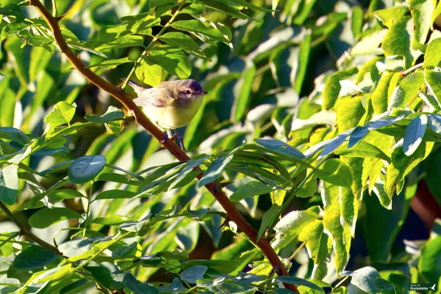 A northern parole with light-colored feathers perched on a branch surrounded by lush green leaves.