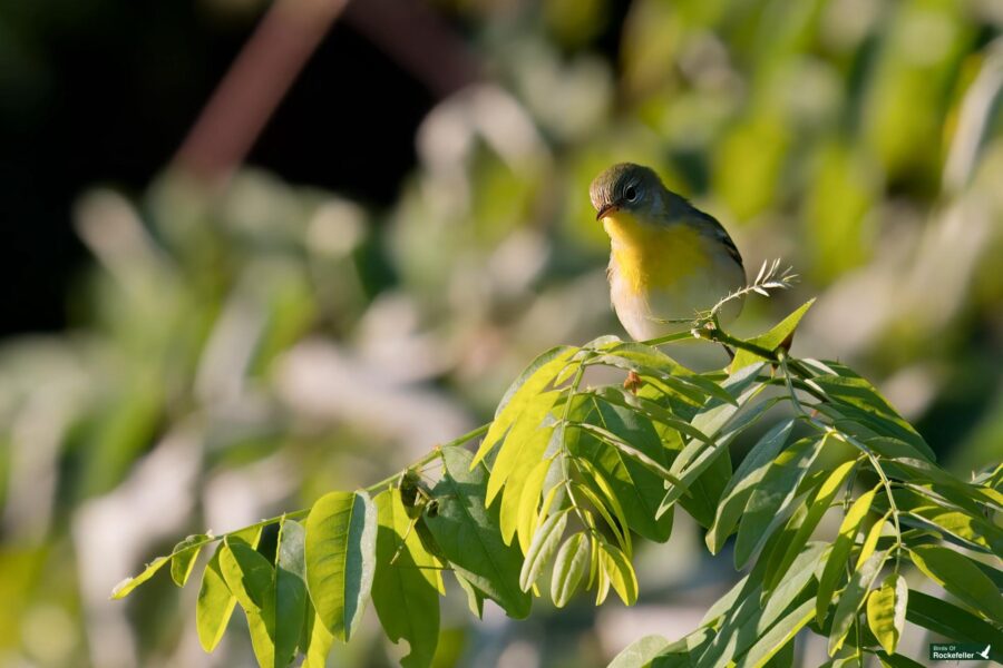 A small bird with yellow and green plumage perched on a leafy branch, surrounded by dense foliage.