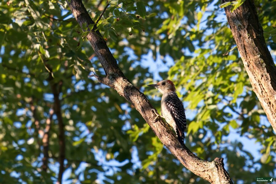 A woodpecker perched on a tree branch surrounded by green foliage under a clear blue sky.