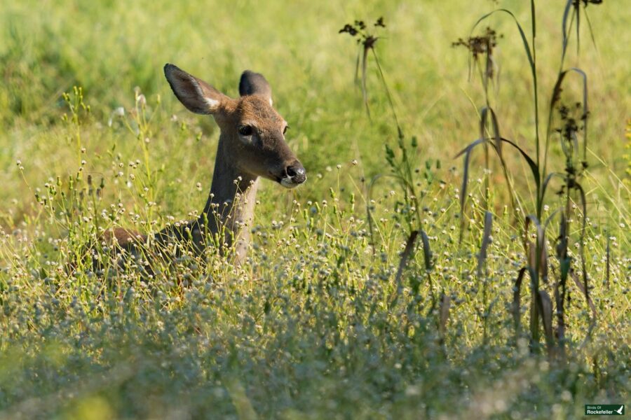 A deer lies in a grassy field, partially obscured by wildflowers and plants.