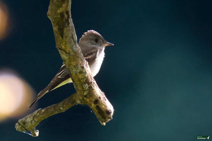 An eastern wood-peewee with gray and white plumage perched on a branch against a blurred green background.