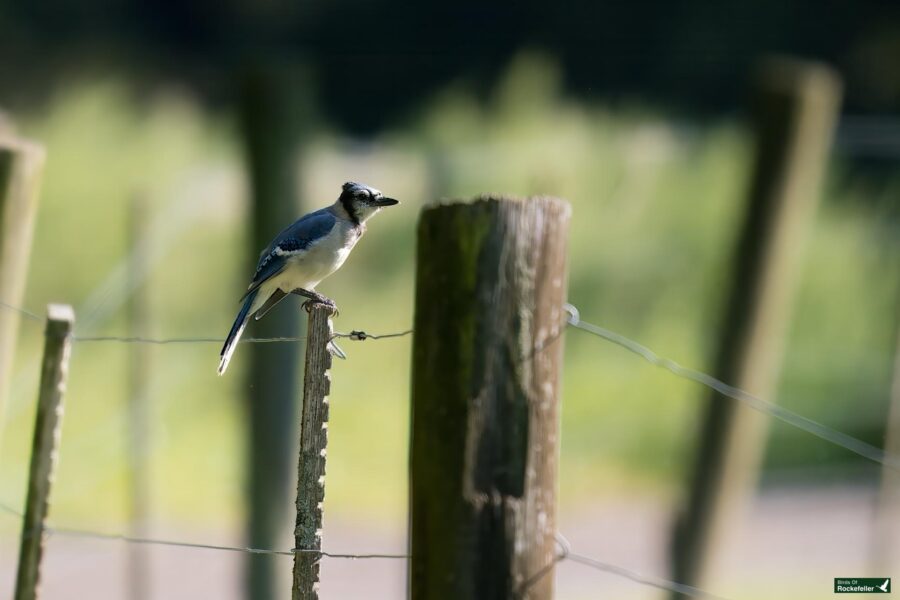 A blue jay perched on a wooden fence post with a blurred green background.