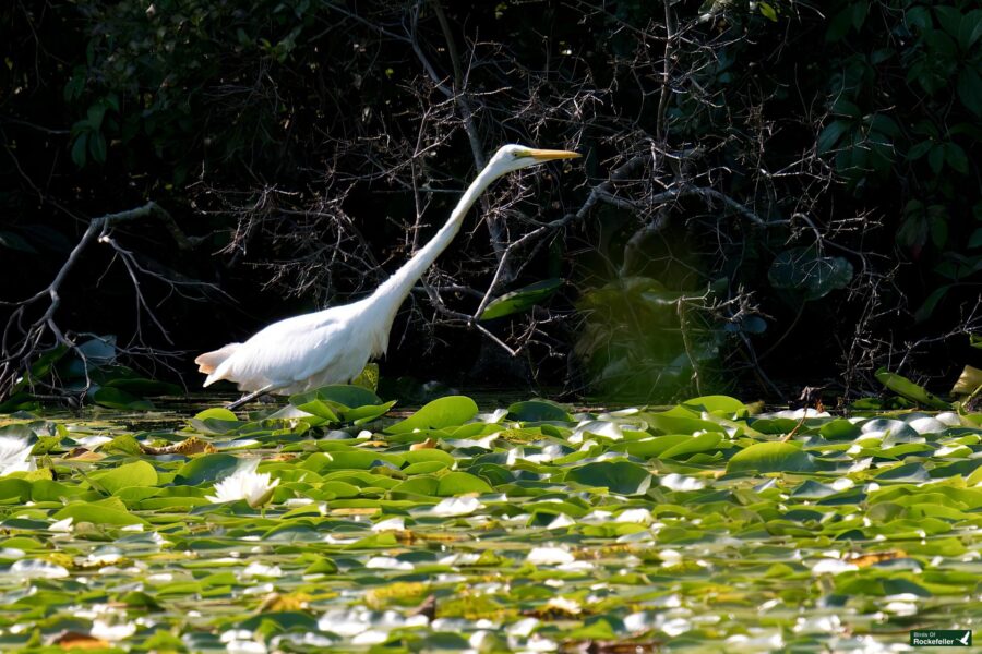 A white egret stands among green lily pads on a water&#039;s edge, with dense vegetation in the background.