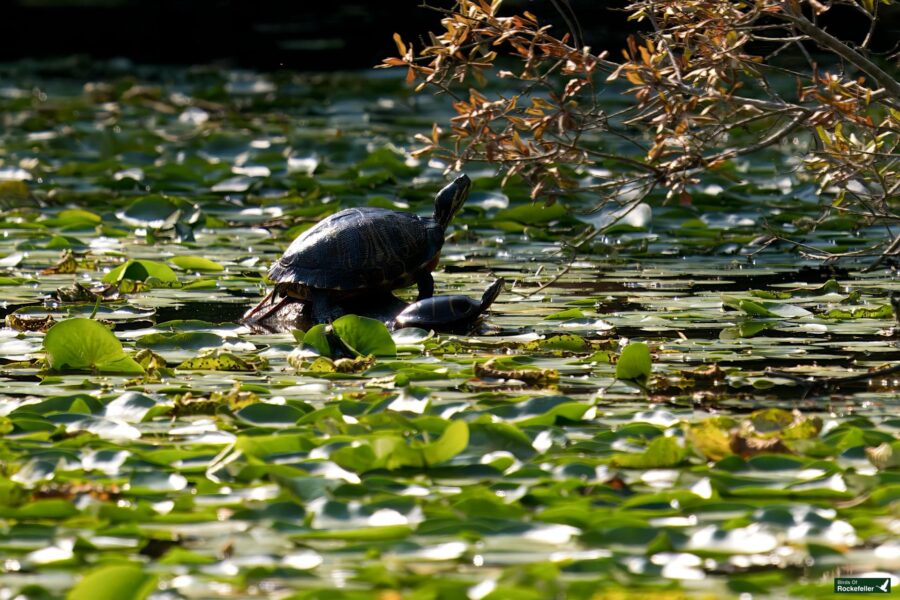 Two turtles rest on a partially submerged branch surrounded by lily pads in a sunlit pond.