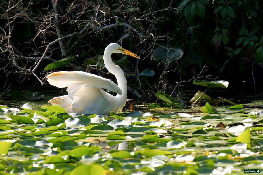 A white egret stands among lily pads in a swampy area with dense green foliage in the background. Its wings are partially outstretched.