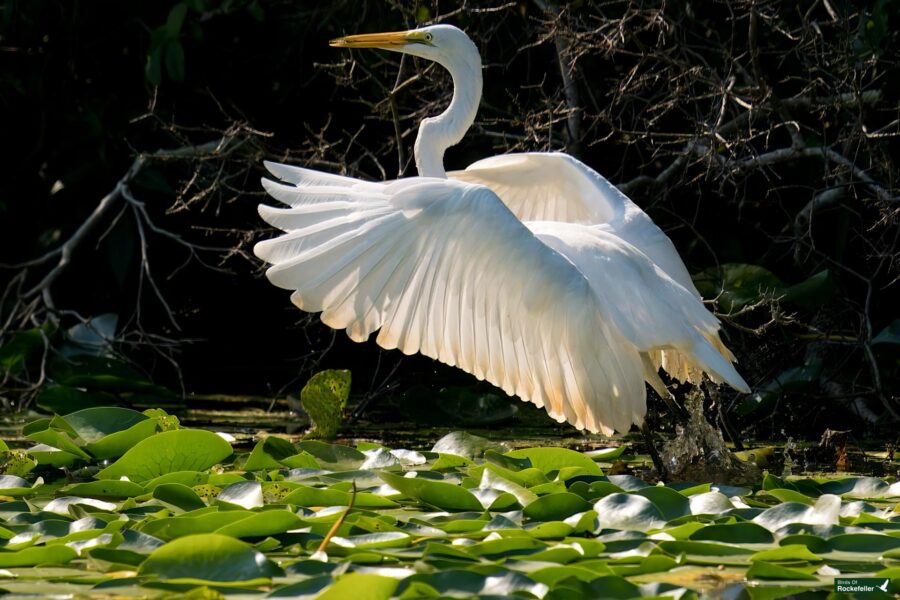 A white heron with outstretched wings is captured mid-flight above a lush, green lily pad-covered water surface.