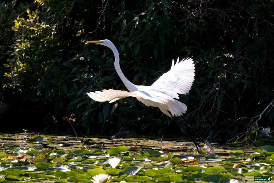 A white egret in mid-flight over a pond filled with lily pads, with dense green foliage in the background.