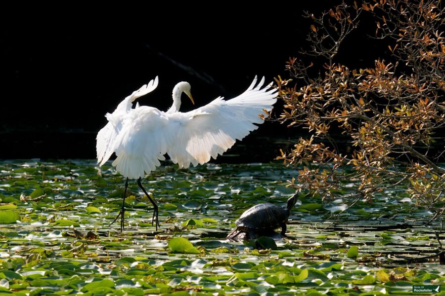 A white egret with its wings spread stands on water lilies next to a dark-colored turtle in a pond, with branches of a tree in the background.